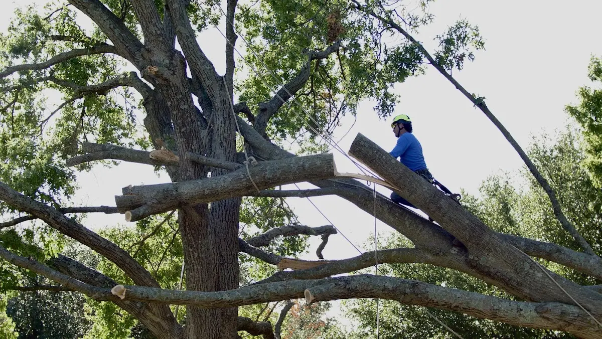 Professional Crown Thinning performed by certified arborists in Sunol