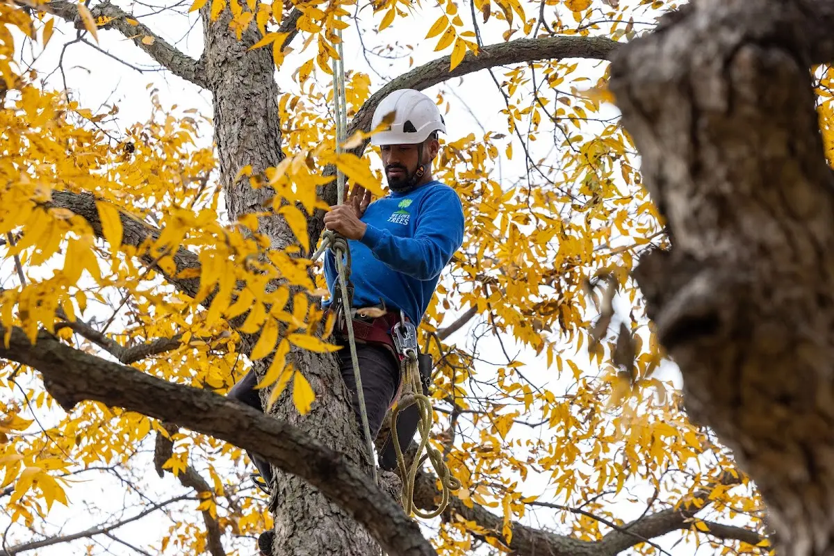 Skilled Tree Trimming crew working in Sunol